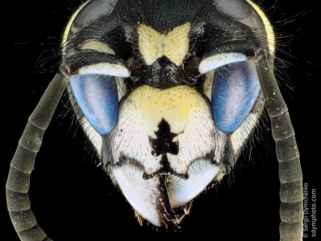 Wasp head under the microscope Sdym photo